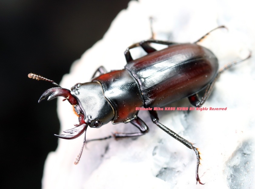 2022,7/26 新着WILD 豪華絢爛!!全9種ミャンマーカチン便 アカ