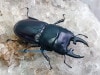 2022,8/8 新着WILD 豪華絢爛!!全12種インドアルナーチャル便 ヒペリオンssp.No,1 ♂56mm♀33mm・完品