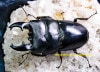 2022,0831 ����WILD����̡�ľ͢������ɥͥ����ء����륭�ǥ��ҥ饿( Short horn )��No,3����75mmUP �ڥ�