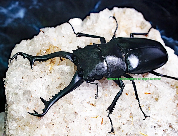 2022-0910 新着WILDラオス&タイ便 怒涛の14種!! ギラファノコギリ原名