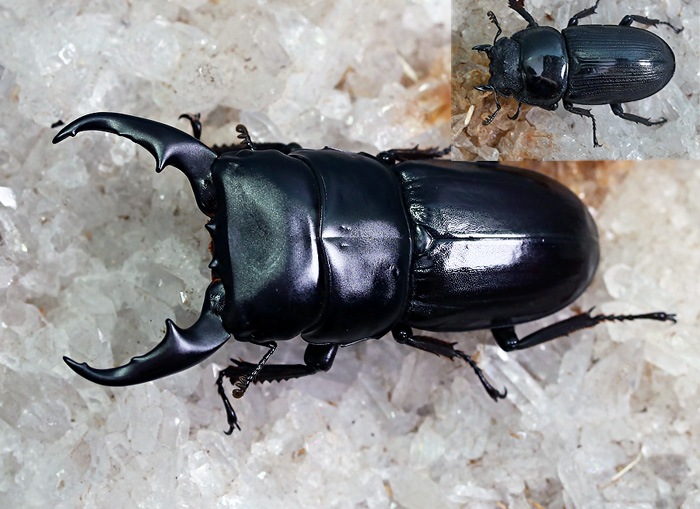 2022-0910 新着WILDラオス&タイ便 怒涛の14種!! アフィニスヒラタ?No,1