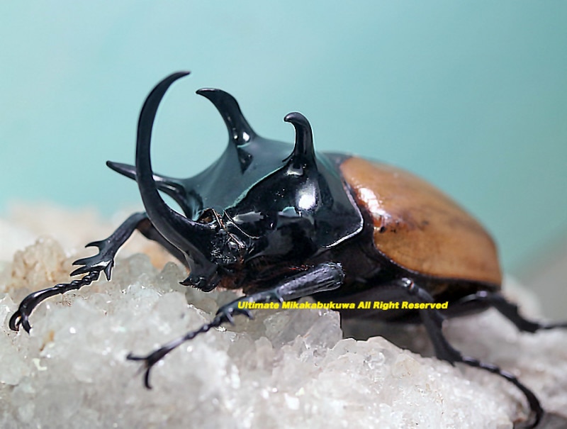 ラオス産　特大　ロブストスサイカブト　45mm ラオス産 特大 ロブストスサイカブト 45mm 【公式通販】