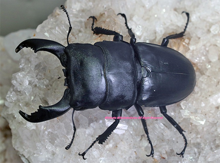 2022-0925 新着WILDタイ便 怒涛の15種!! タイ・オオヒラタ No,2