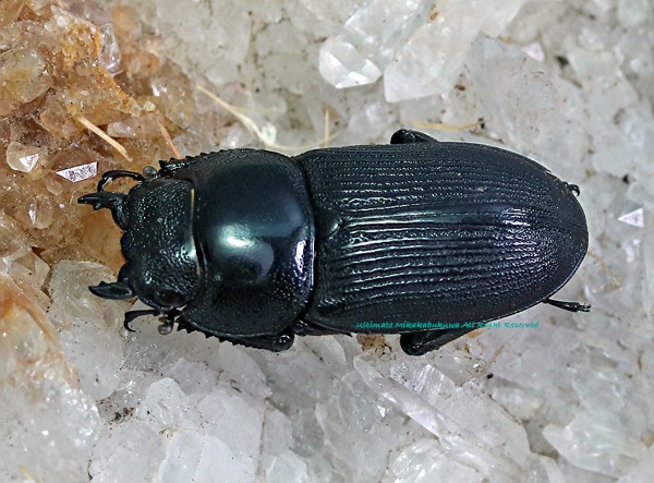 2022ǯWILD���顡�٥ȥʥࡦ����ĥ໺!! 2022ǯ9������۲���WF1�������ɥ륯��No,1  ��2��3Ƭ