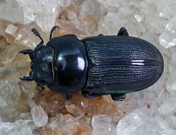 2022ǯWILD���顡�٥ȥʥࡦ����ĥ໺!! 2022ǯ9������۲���WF1�������ɥ륯��No,2  ��2��1Ƭ