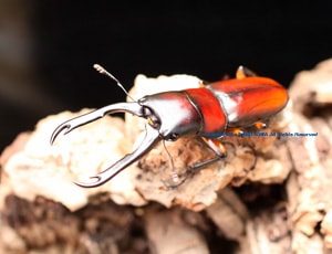 2022ǯWILD���顡�٥ȥʥ໺!! 2022ǯ9������۲���WF1���ɥ륯�������ץ쥳��̥� ��2��3Ƭ