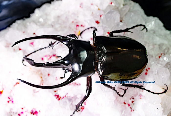 コーカサスオオカブト　ワイルド　105mm コーカサスオオカブト ワイルド 105mm