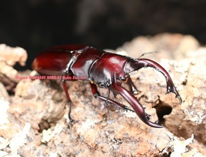 フォルスターフタマタ　ニシ　単♀39　アルナーチャルプラデーシュ州　　ローワースワンジリ 超LLサイズフォルスターフタマタクワガタ（ニシ）80ｍｍペア