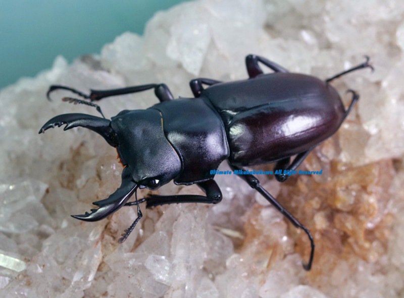 2022ǯWILD���顡����ɡ�����ʡ�����뻺!! 2022ǯ10�����۲���WF1���ե��̥������� ��2��3Ƭ