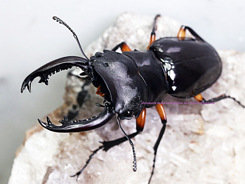 超希少種　Odontolabis nigrita スリランカ産 超希少種Odontolabis nigrita スリランカ産