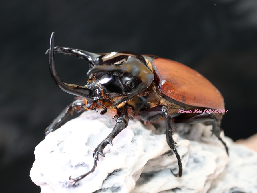 2022年WILDからの 2022年10月末孵化 大人気!! 2022年10末孵化 サンボン