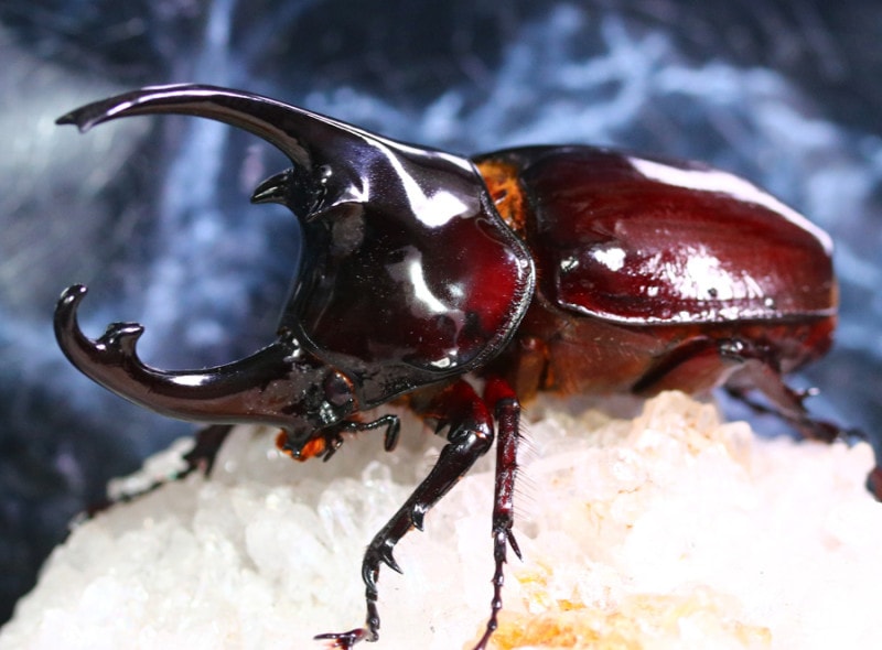 2022,11/7 新着WILD カメルーン便 ケンタウルスオオカブト No,3