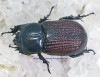 2022,11/25 新着WILD ☆☆☆ 南米ペルー便 カブトメス17ミリ単品