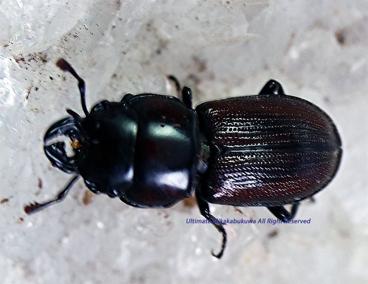 コレクター収集品　南米インカ文明　土偶（B） 土偶レプリカ／遮光器土偶 - 時空旅人公式通販サイト(歴史プラス)