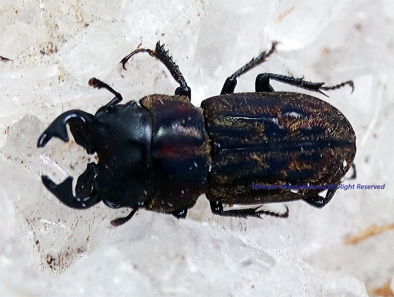 南アフリカ産 ゴミダマ 8mm 【公式通販】