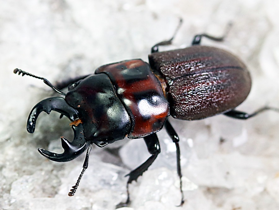 2022,11/25 新着WILD 南米ペルー便 最高峰!!シミリスニセネブト No,3