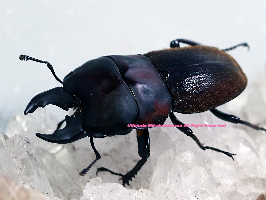 【5頭セット】クモマベニヒカゲ、タカネキマダラセセリ（岐阜県産） 5頭セット】クモマベニヒカゲ、タカネキマダラセセリ（岐阜県産