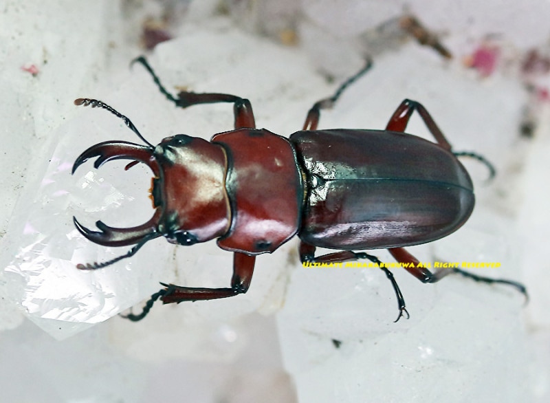 goma　チベットラムジレ20000円エトゥープグレージュ WD】《ウォードコクワ チベット産 50mm ペア》 | KPW公式