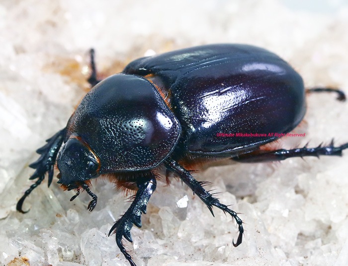 2022,12/7 新着WILD ☆☆☆ 南米エクアドル便 屈強な珍種 シボレーヘラヅノ No,1 ♀44mm 単品 カブトムシ(その他