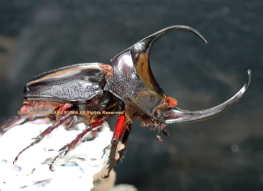 2022,12/7 新着WILD 南米エクアドル便 土の中でコロニーを作る