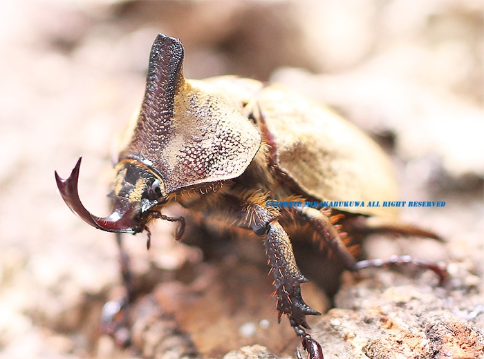 天然からのF1☆新成虫☆ウルスヒナカブト（Hライン） 残り僅か ♂ 3 1 ベルティペスヒナカブト 標本
