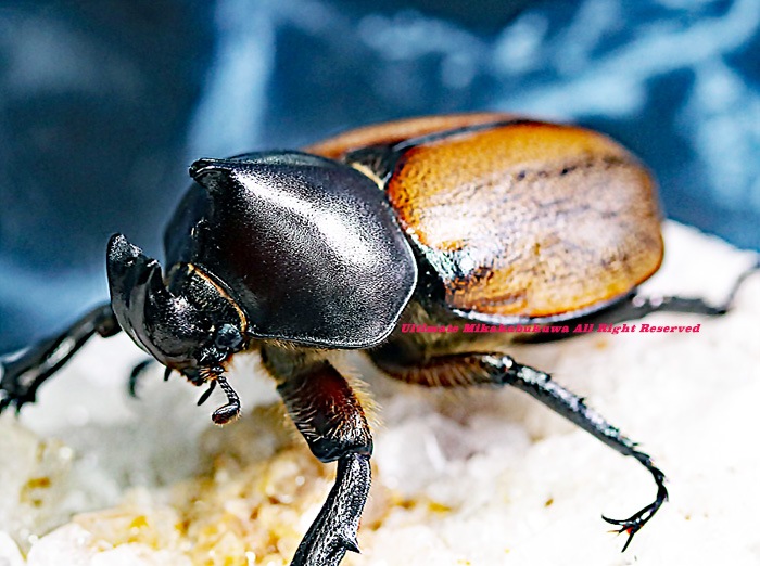 2022,12/7 新着WILD 南米エクアドル便 頭部ブラックの濃度が濃い