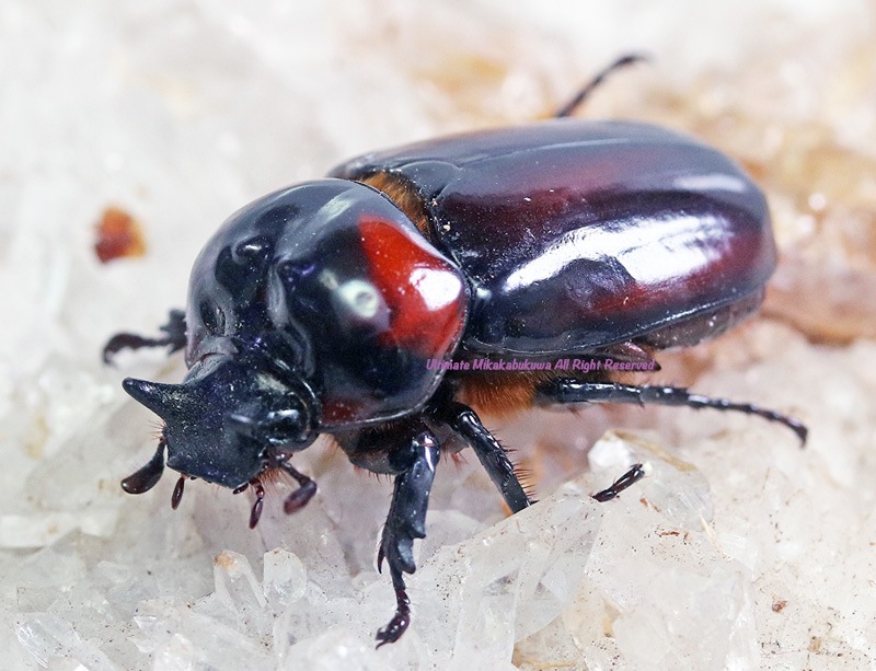 新着ペルー便！ テナガカミキリ 発色最高 ペア15