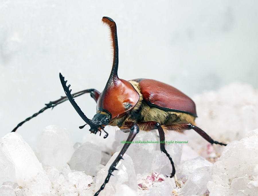 G. eacus 09 ゴロファ エアクス標本 ペルー : の落札相場・落札価格