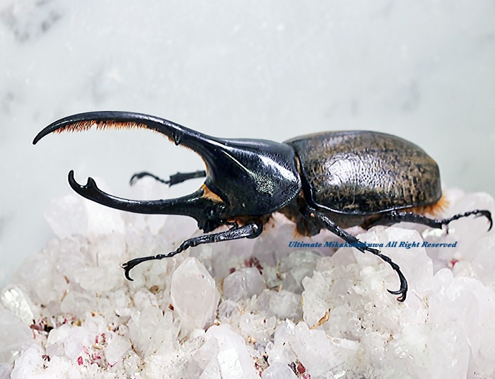 2023,3/3&4 新着WILD 南米エクアドル便 Dynastes世界最大ヘラクレス