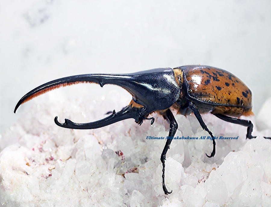 2023,3/3&4 新着WILD 南米エクアドル便 Dynastes世界最大ヘラクレス