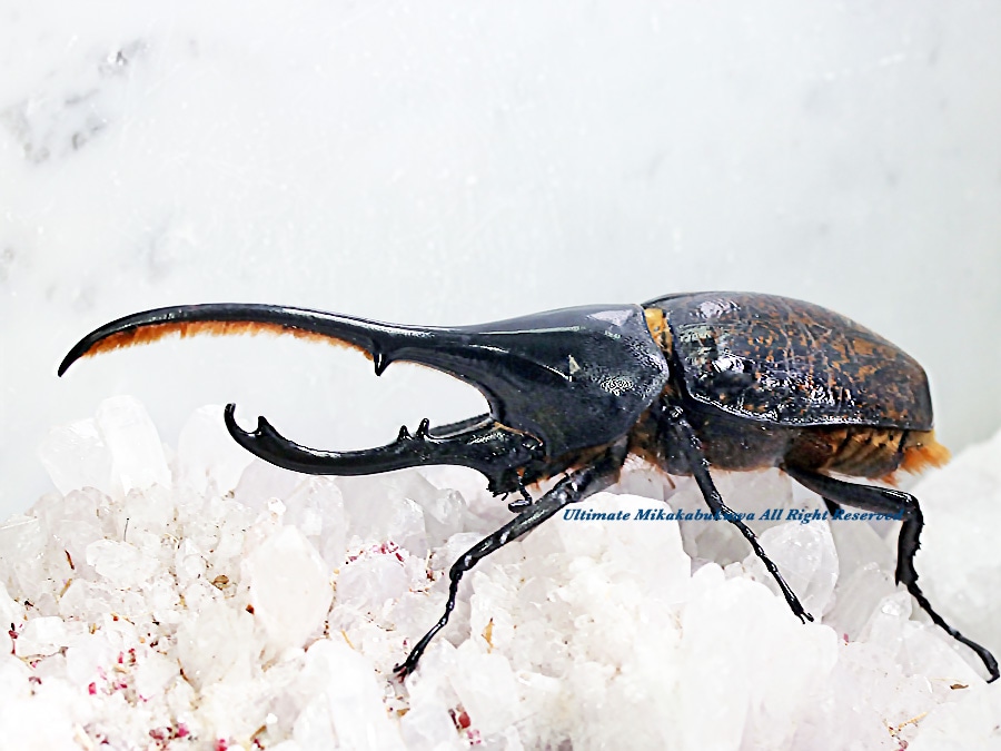 2023,3/3&4 新着WILD 南米エクアドル便 Dynastes世界最大