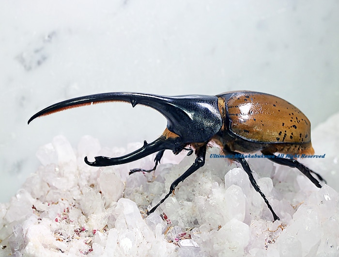 ☆mie☆⑦DHヘラクレス♂140mm+♂140mmコンビ 【発送日限定