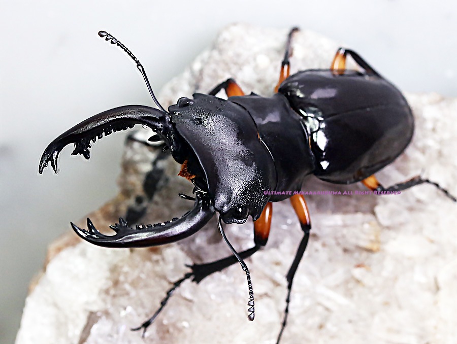 特大インペリアリスツヤクワガタ標本