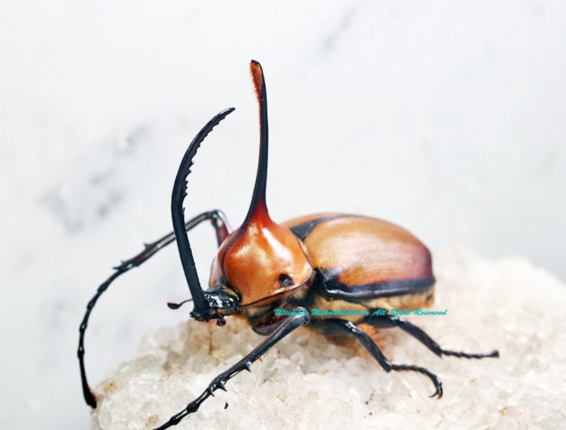 エクアドル産　コウテイヒナカブト　31mm エクアドル産 コウテイヒナカブト 31mm