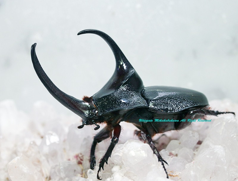 南米の珍品カブト　ペア　Eremobothynus? 南米の珍品カブト ペア Eremobothynus? 2023,3/13,14 新着WILD