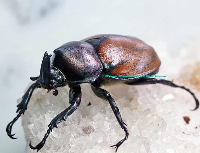 2023,3/13,14 新着WILD 南米ペルー&エクアドル便 エクアドル新産地