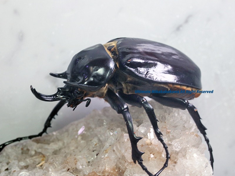 2023,3/13,14 ����WILD ������ ���ƥڥ롼&�������ɥ��ء�������!!�ᥬ���ޥ�ߥ쥹No,1����84mm��62mm�ڥ�