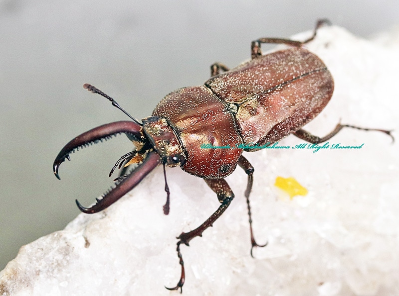 2023,3/18 新着WILD 浅草導夢!! 世界最高峰ブラジル便 スピックス