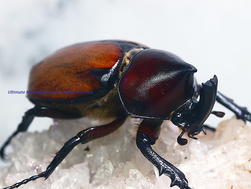 2022年WILDからの 2023年3月初旬から孵化 2022年日本初入荷!! オレンジ