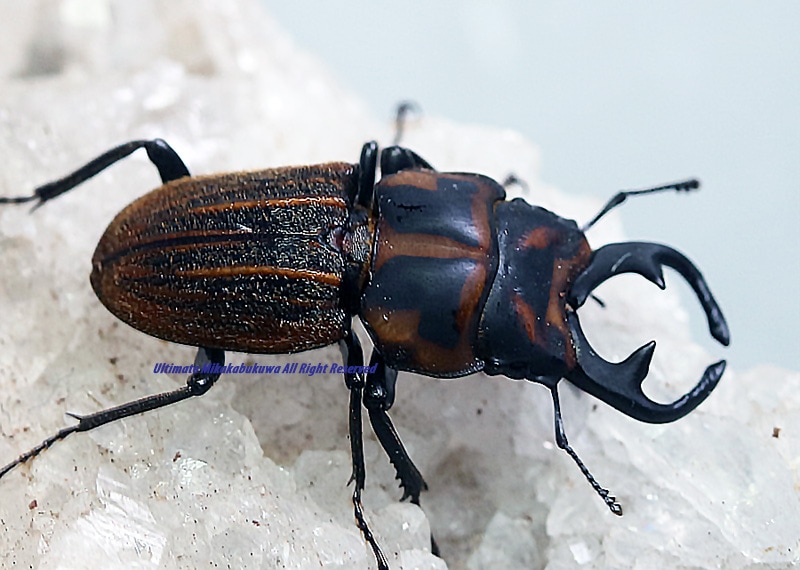 2022年WILDからの 2023年3月孵化 WF1 超美麗種!! ソウラニセネブト 初2 2022年WILDからの 2023年3月孵化 WF1 超美麗種!! ソウラニセネブト 初2