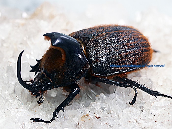 2023ǯWILD����Ρ��֥饦���åɤ����Ӥ�������!! 2023ǯ3���۲���WF1  �ҥ륿���إ�ť� ��2��1Ƭ