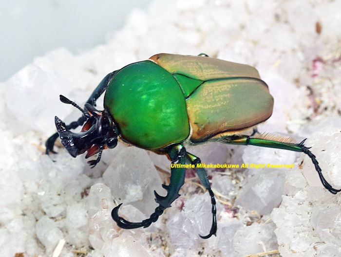 カメルーン産 カールウエルマニー（ タランドス ） レギウス ペア カメルーン産 カールウエルマニー(タランドス) レギウス ペア（2024,4