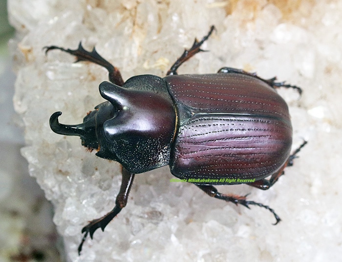 2023,4/11 新着WILD 南米ペルー便(イキトス&サンマルティン) ビロバ