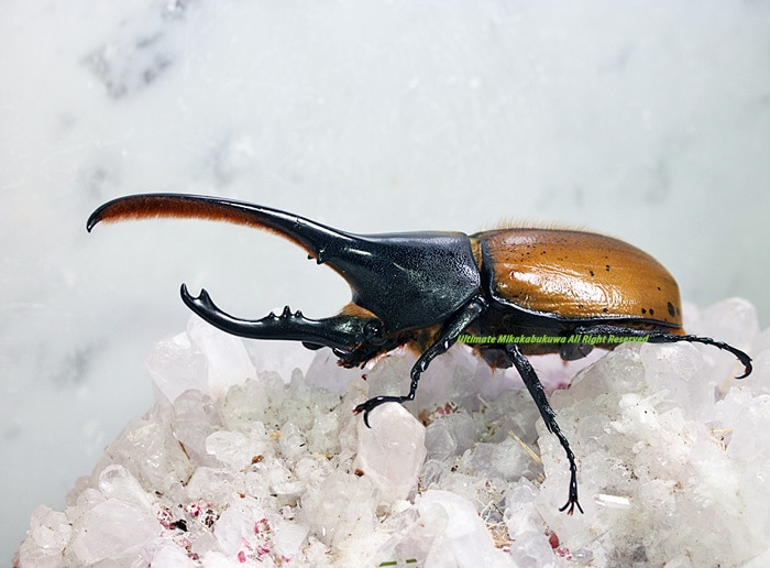 ヘラクレス・エクアトリアヌス♂標本 WILD ヘラクレスモリシマイ 標本 ヘラクレスエクアトリアヌス 美