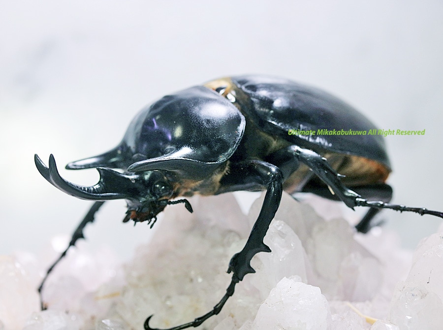 クラウディナ・ミイロタテハ/ペルー.Iquitos産【標本】 アグリアス（ミイロタテハ） 7頭セット Agrias sp. 〈Various