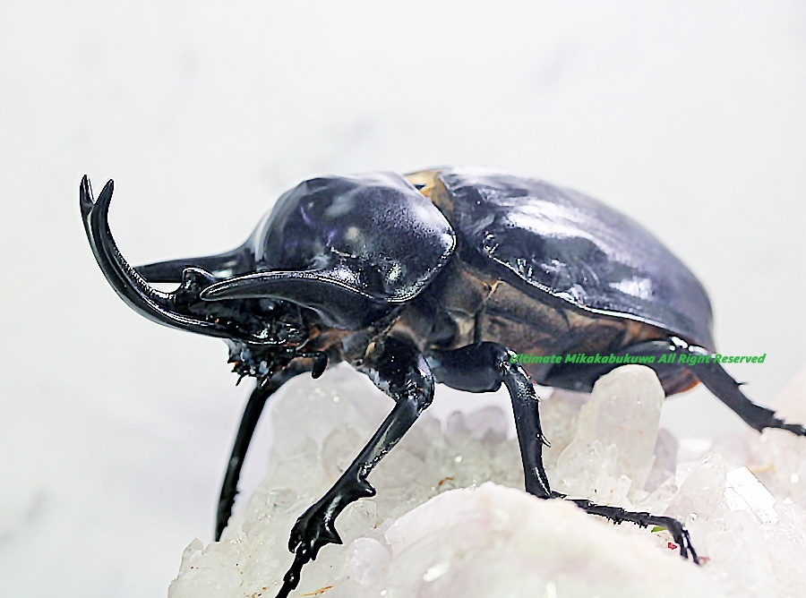 飛蝗最大級シタムラサキオオバッタ 昆虫標本 直翅類 カマキリ 昆虫標本