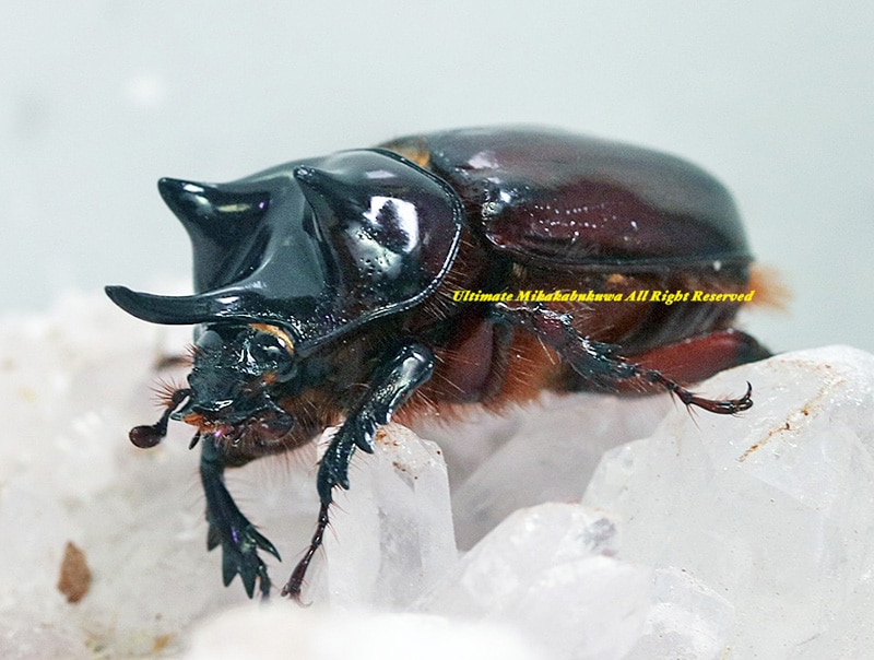 昆虫標本①ゾウカブト