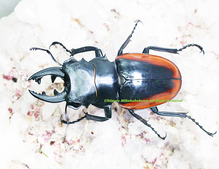 クベラツヤクワガタ 標本（クベラツヤクワガタ タイ
