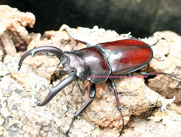 標本】特大 クラーツミヤマクワガタ（原名亜種：四川省南部Panzhihua