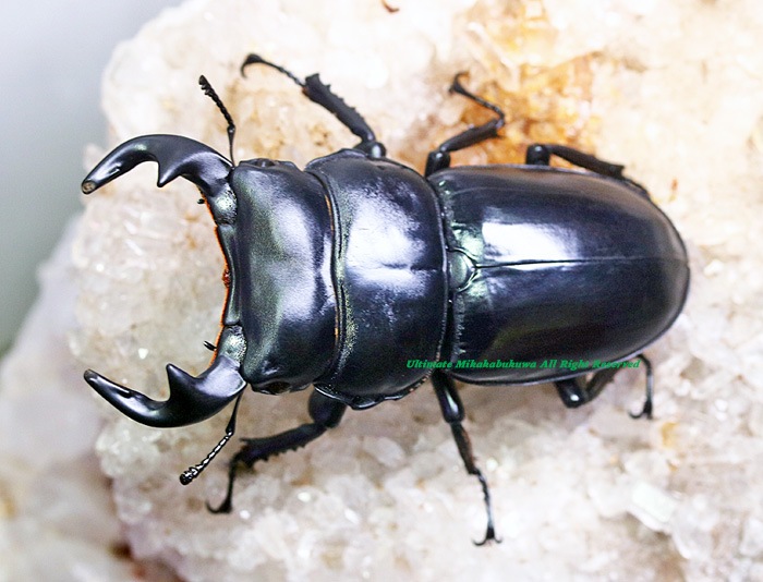 ベトナム便 wild クワカブショップ-INNOCENT- Part 2: A sneak peek